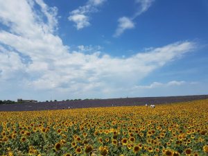 taxi valensole